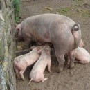 pig feeding source image